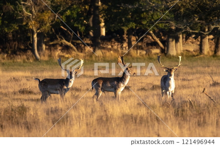 European Fallow Deer (Dama dama) at Ottenby nature reserve on southern Oland, Sweden. 121496944