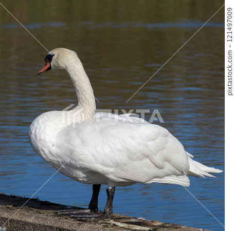 Mute Swan (Cygnus olor) adult, at a small lake in Skane, southern Sweden. 121497009