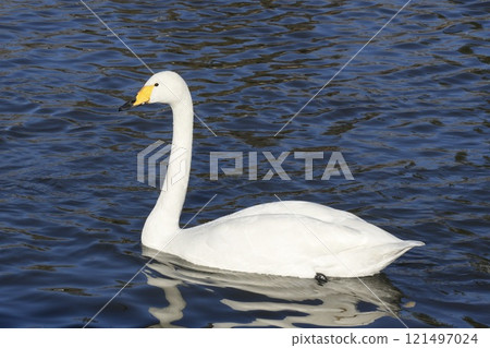A beautiful swan swimming leisurely on the water surface, close-up 121497024