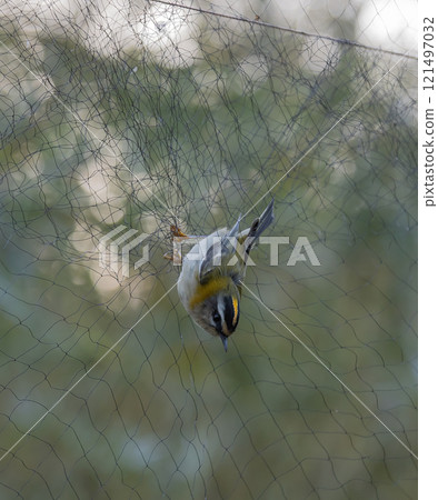 Firecrest (Regulus ignicapilla), caugt in connection with ringing, in southern Skane, Sweden. Firecrest (Regulus ignicapilla), caugt in connection with ringing, in southern Skane, Sweden. 121497032