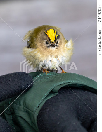 Goldcrest (Regulus regulus) in migrationtime, resting on a coat sleeve, at Ottenby, southern tip of Oland, Sweden. Goldcrest (Regulus regulus) in migrationtime, resting on a coat sleeve, at Ottenby, southern tip of Oland, Sweden. 121497033