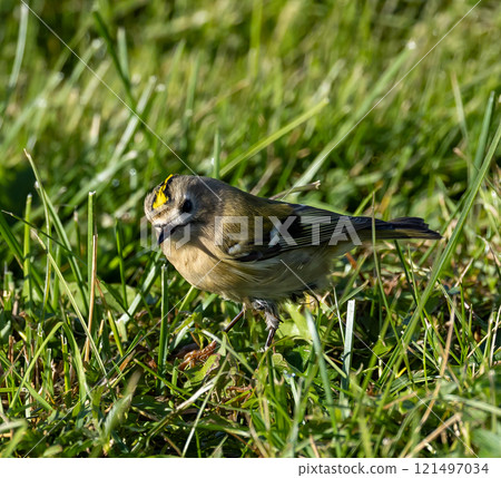 Goldcrest (Regulus regulus) in migrationtime, at Ottenby, southern tip of Oland, Sweden. 121497034