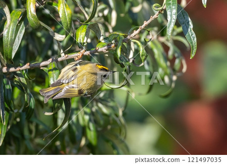 Goldcrest (Regulus regulus) in migrationtime, at Ottenby, southern tip of Oland, Sweden. 121497035