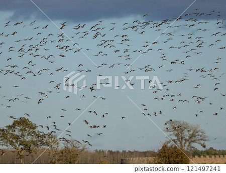 White-fronted Goose (Anser albifrons) and Barnacle Goose (Branta leucopsis), flying at Southern Oland, Sweden White-fronted Goose (Anser albifrons) and Barnacle Goose (Branta leucopsis), flying at Southern Oland, Sweden 121497241