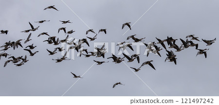 White-fronted Goose (Anser albifrons) and Barnacle Goose (Branta leucopsis), flying at Southern Oland, Sweden. 121497242