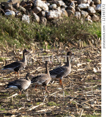 White-fronted Goose (Anser albifrons) and Bean Goose (Anser fabalis), at Southern Oland, Sweden 121497372