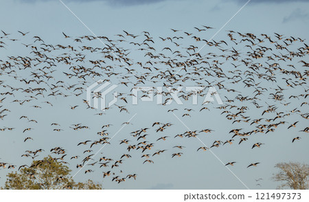 White-fronted Goose (Anser albifrons) and Barnacle Goose (Branta leucopsis), flying at Southern Oland, Sweden. 121497373