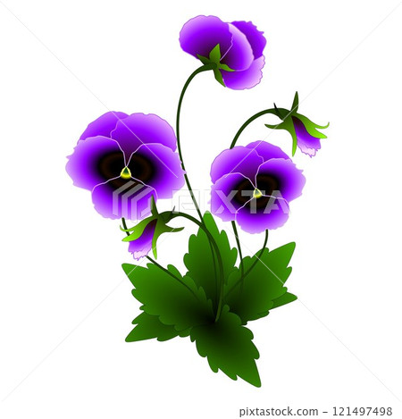 Purple pansies on a white background. Purple pansies on a white background. 121497498