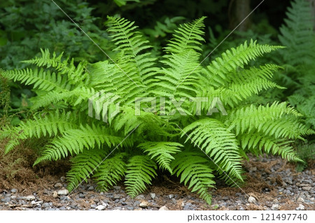 Vibrant green fern plant on natural earthy background. Vibrant green fern plant on natural earthy background. 121497740