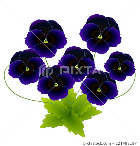 Pansy flowers. 121498187