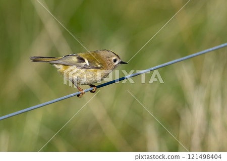 Goldcrest (Regulus regulus) at Ottenby, southern tip of Oland, Sweden. 121498404