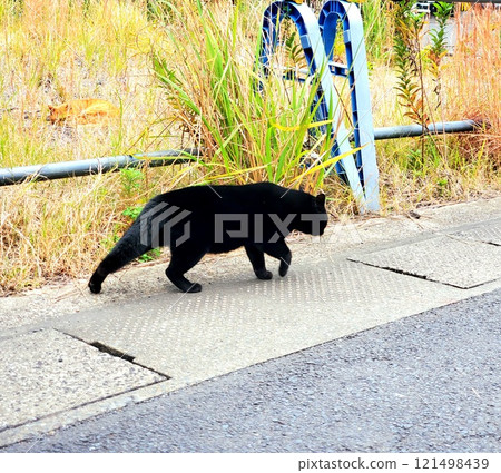 A cat walking slowly, trying not to be distracted A cat walking slowly, trying not to be distracted 121498439