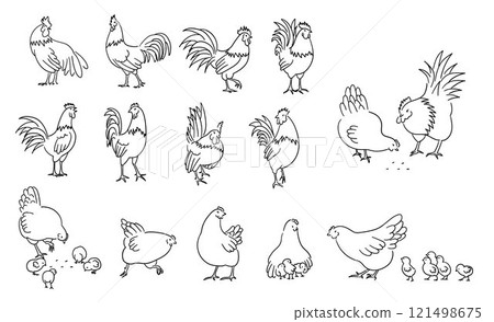 Hand drawn full body of chicken hen and rooster, domestic chicken illustration 121498675