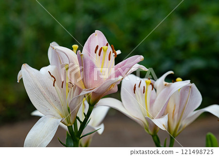 Blooming pink lily flowers on a green background with leaves in a close-up. 121498725