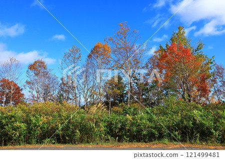 Hachimantai Aspite Line dyed in autumn leaves Hachimantai Aspite Line dyed in autumn leaves 121499481