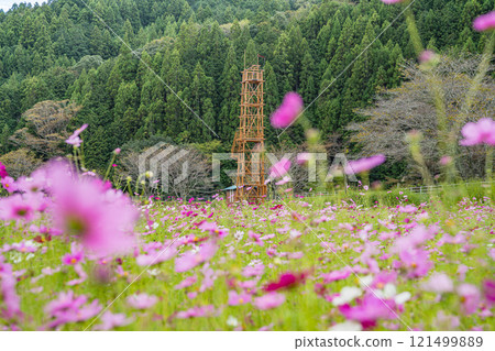 A view of the cosmos fields in Fujieda City (Shizuoka Prefecture) 121499889