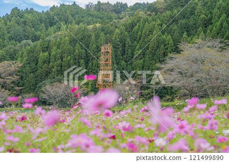 A view of the cosmos fields in Fujieda City (Shizuoka Prefecture) A view of the cosmos fields in Fujieda City (Shizuoka Prefecture) 121499890