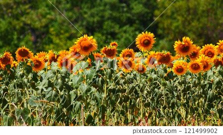 Field of blooming sunflowers, Provence France. Field of blooming sunflowers, Provence France. 121499902