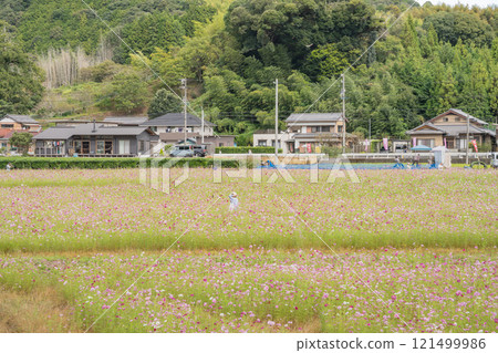 藤枝市（靜岡縣）遠野波斯菊田和秋天的天空 121499986