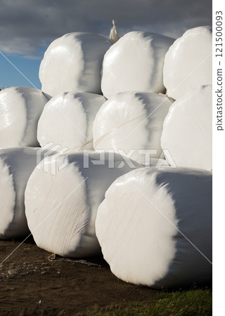 Bale of hay wrapped in plastic foil 121500093
