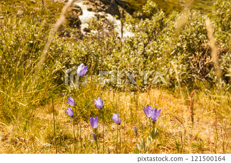 Violet flowers in mountains. Spring or summer time. Violet flowers in mountains. Spring or summer time. 121500164