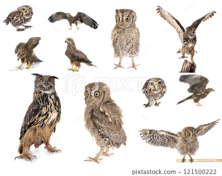 bird of prey in Europe 121500222