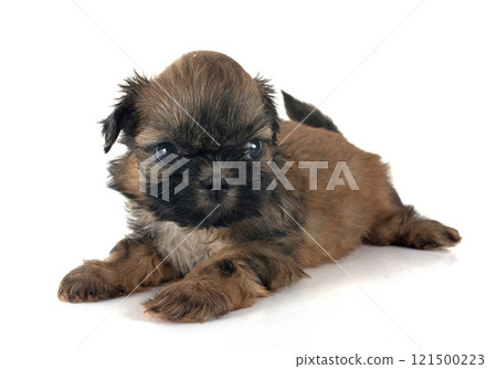 puppy Shih Tzu in studio puppy Shih Tzu in studio 121500223