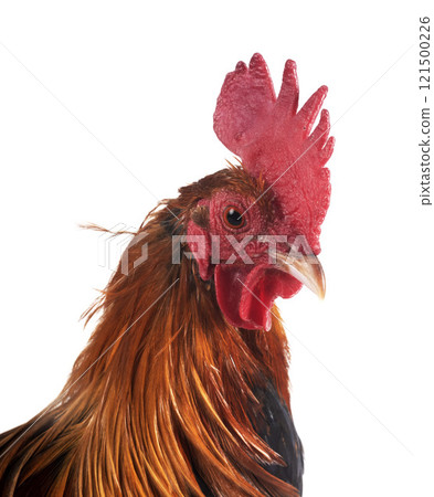 picave in studio picave in studio 121500226