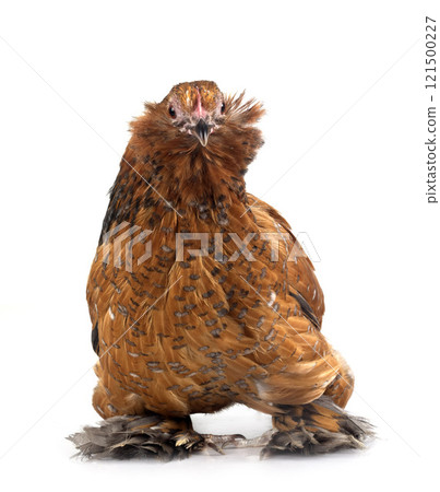 everberg barbu in studio everberg barbu in studio 121500227