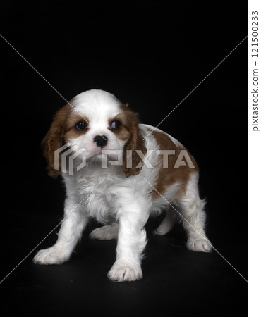 young cavalier king charles young cavalier king charles 121500233