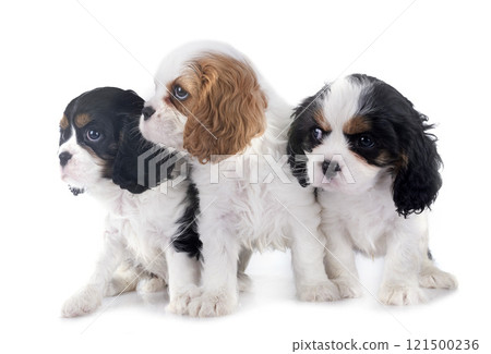 young cavalier king charles 121500236