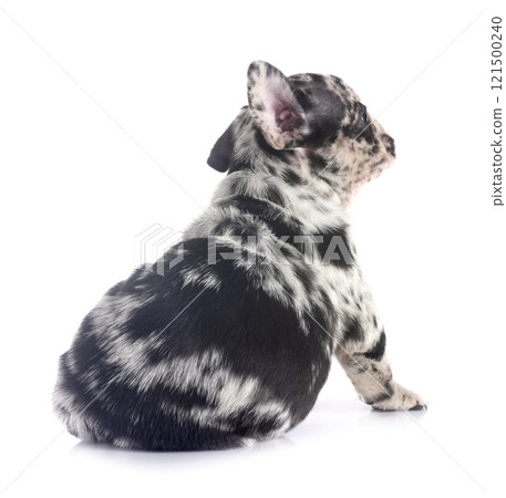 puppy french bulldog in studio 121500240