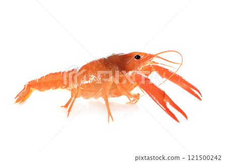 red crayfish red crayfish 121500242