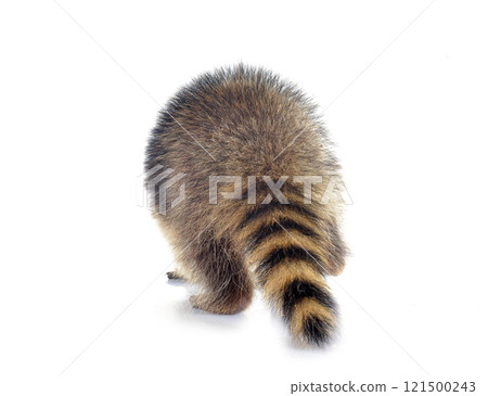 young raccoon 121500243