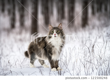 Norwegian Forest cat 121500248