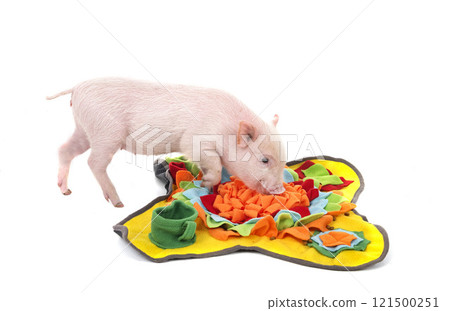 miniature pig in studio miniature pig in studio 121500251