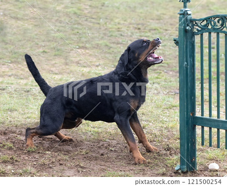training of rottweiler training of rottweiler 121500254