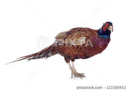 Male European Common Pheasant 121500452