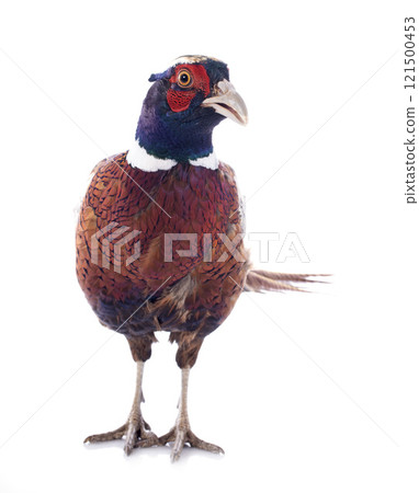 male pheasant male pheasant 121500453
