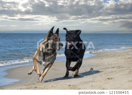 rottweiler and malinois playing on the beach rottweiler and malinois playing on the beach 121500455