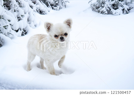 chihuahua in snow 121500457