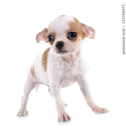 puppy chihuahua in studio 121500471