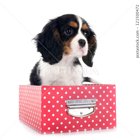 cavalier king charles 121500472
