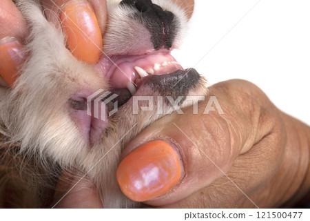 teeth of puppy cavalier king charles teeth of puppy cavalier king charles 121500477