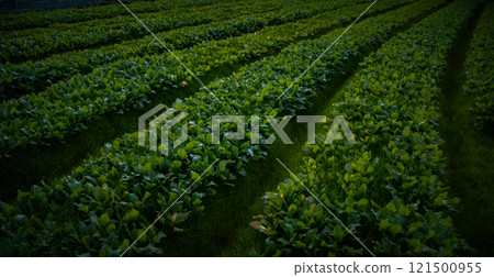 清晨陽光照亮的田野 121500955