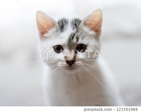 A kitten 121501969
