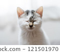 A kitten 121501970