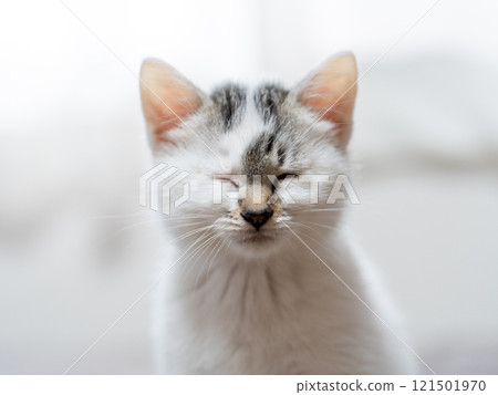 A kitten A kitten 121501970