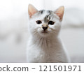 A kitten 121501971