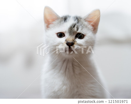 A kitten A kitten 121501971